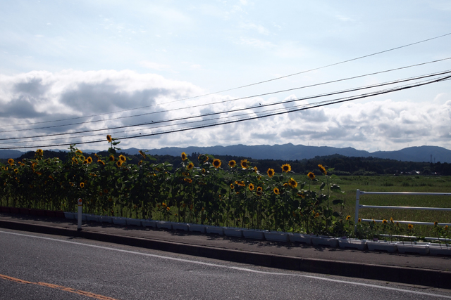 その場所には向日葵が咲いていたよ。