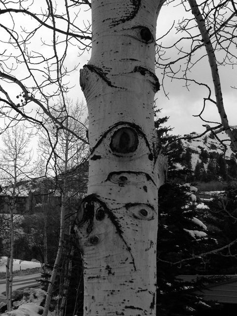 ここの木にはぜんぶ目があるんです。ほんとだよ。森に入るとたくさんの目が僕を見つめてる。