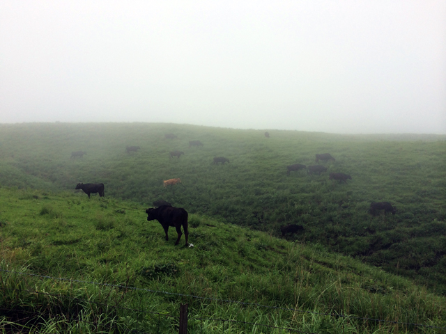 牛がね、草を食む音が聞こえるんすよ。むしゃっ、むしゃってね。ほんとだよ。