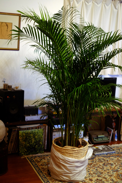 新しい同居人、カオルちゃんのともだちです。どーぞよろしく。