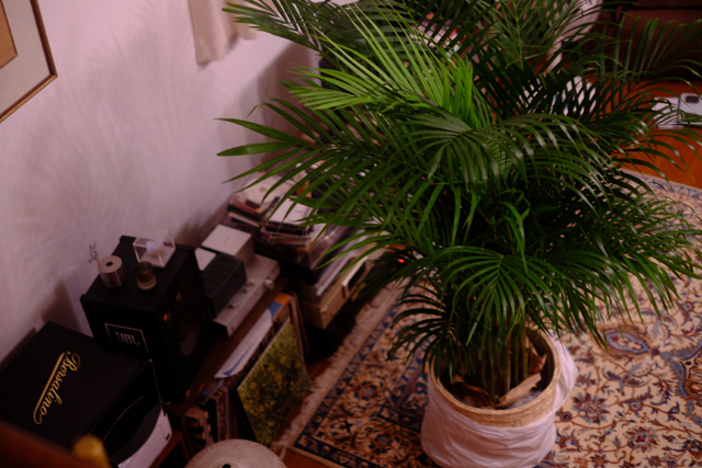 デカすぎて、まだ居場所が決まってません。