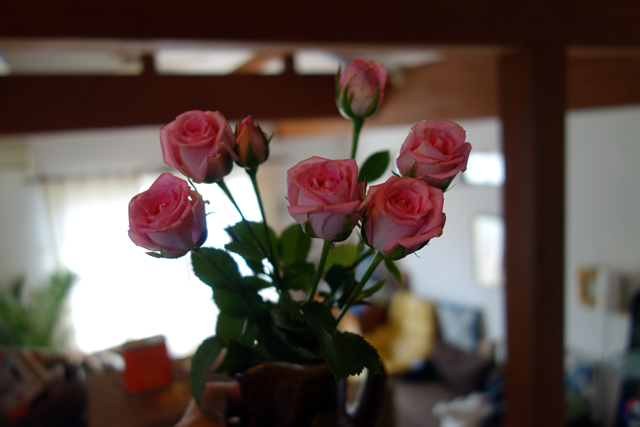 食卓に咲いてるバラ。ユミちゃん、ありがと。ご飯が楽しくなる。